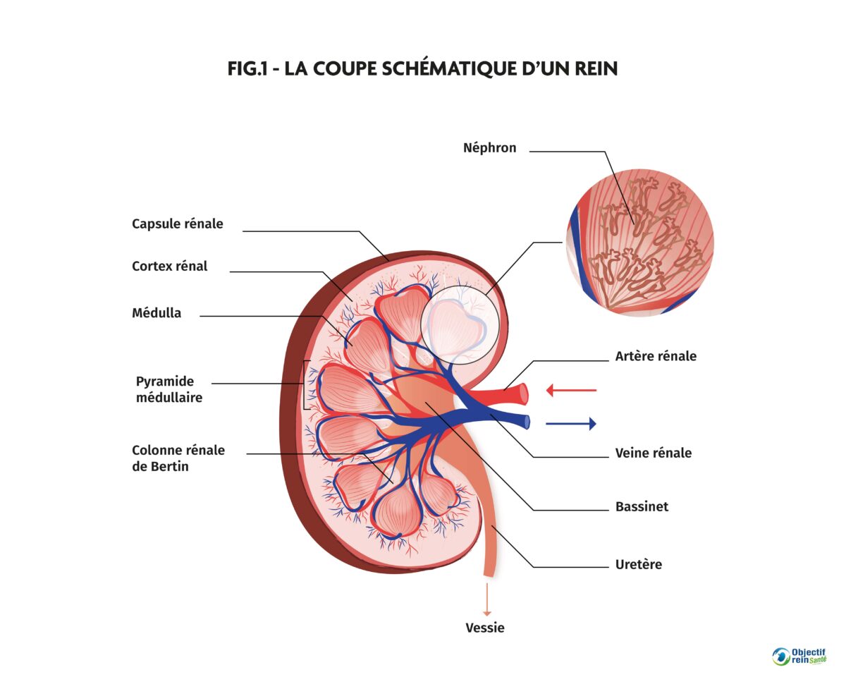 Le rein, cet organe méconnu l Objectif Rein Santé